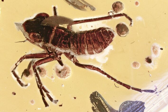 Detailed Fossil Leafhopper (Cicadellidae) In Baltic Amber #352835